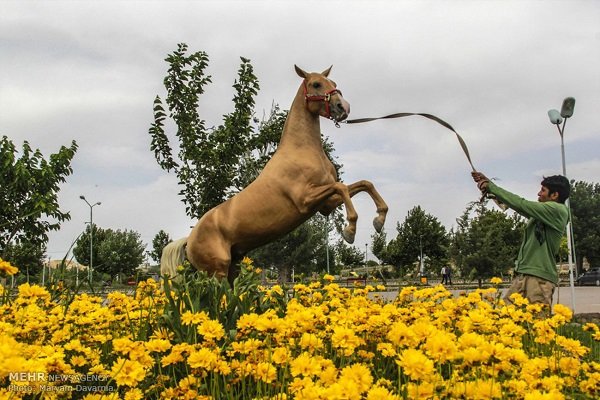 جشنواره ملی زیبایی اسب اصیل ترکمن خراسان شمالی با ثبت نام ۲۳۰ سر اسب ترکمن