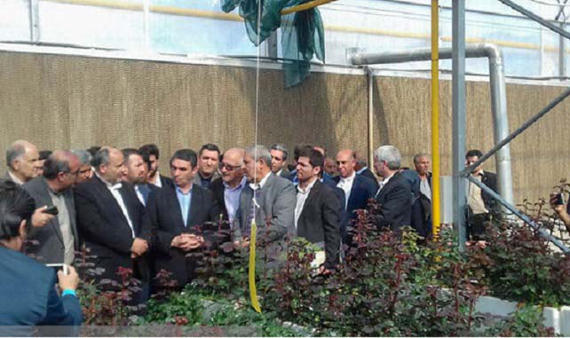 راه اندازی بزرگترین گلخانه تولید گل رز صادراتی با مشارکت بانک کشاورزی و شرکت هلندی