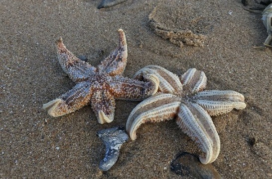 نجات ستاره‌های دریایی از بیماری مرگبار