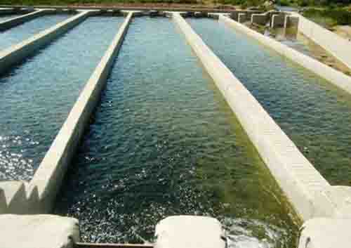 شناسایی و تخریب ۷۷ هکتار حوضچه پرورش ماهی غیرمجاز در شادگان