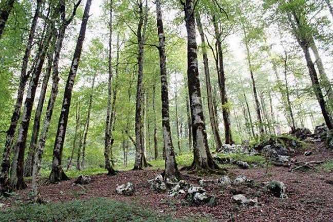 آغاز نشست بین المللی ایران و فائو برای حفاظت و توسعه پایدار جنگل ها
