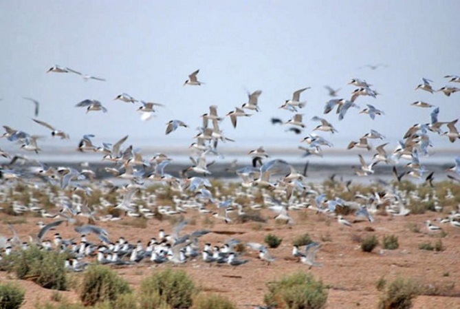 برگزاری کارگروه مقابله با آنفلوانزای فوق حاد پرندگان