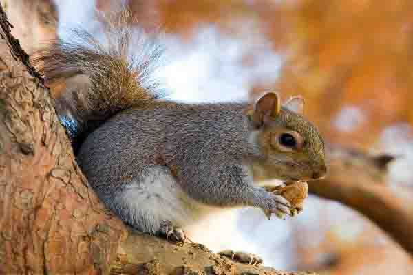 رهاسازی ۱۴ سنجاب در جنگل‌های بلوط کوسالان