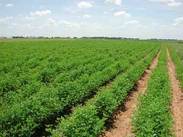 توصیه‌های هواشناسی کشاورزی با محوریت کاهش مصرف آب