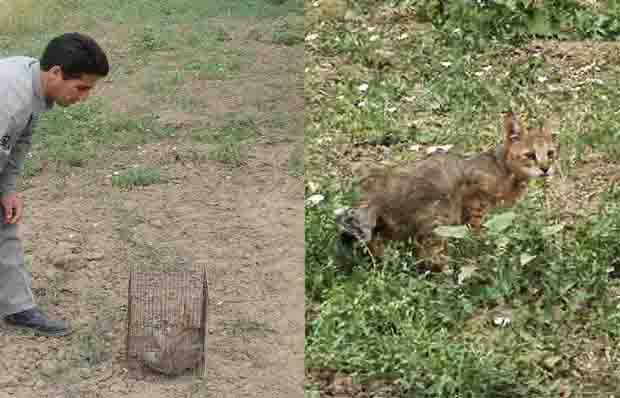 رهاسازی گربه جنگلی در بیله‌سوار