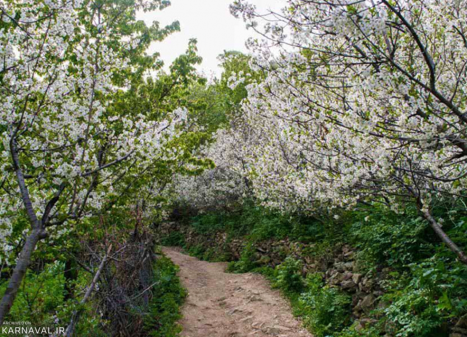 روستاي آهار، شکوفه‌هاي گيلاس
