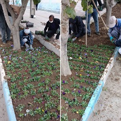 عملیات کاشت گل‌های پاییزی در شهر صفادشت آغاز گردید