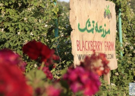 فعالیت هفت مزرعه گردشگری در استان گلستان