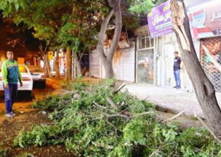 جمع آوری بیش از ۲۵ اصله درخت سقوط کرده در سطح شهر