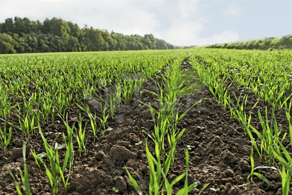 رشد ۷۲ درصدی تسهیلات پرداختی بانک کشاورزی در حمایت از زراعت محصولات بهاره و پاییزه